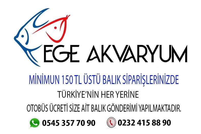 Pengasus Köpek Balığı 4 cm