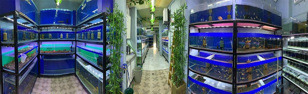 Pengasus Köpek Balığı 4 cm