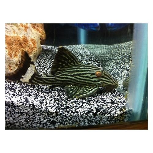 Pleco L191 4-5 Cm A Kalite