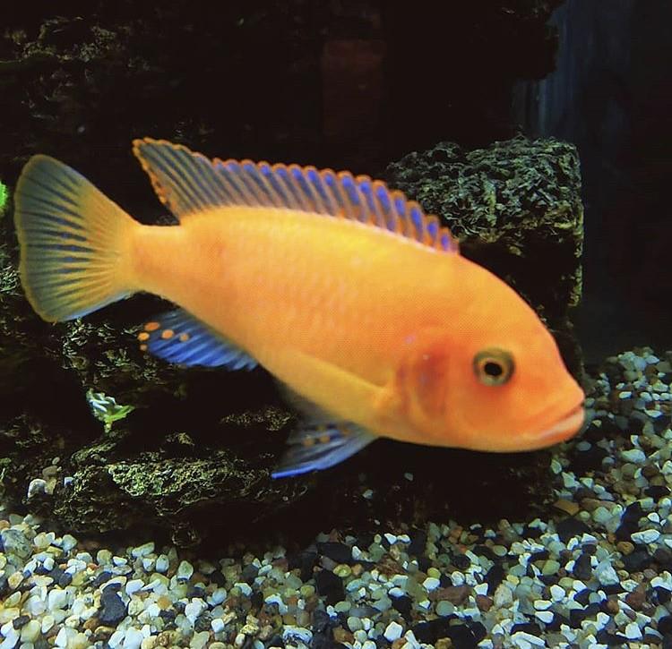 Portakal Ciklet 4-5 Cm