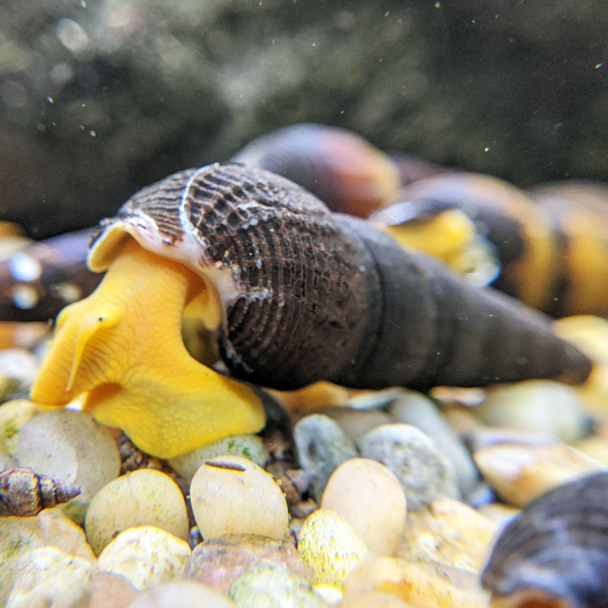 Poso Orange Rabbit Snail (tavşan Salyangoz) 3-4 Cm