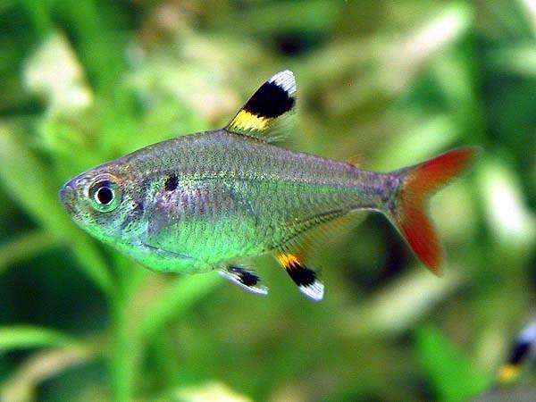 Pristella Tetra 3 cm