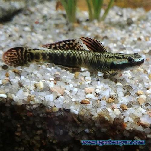 Rainbow Goby 5 cm