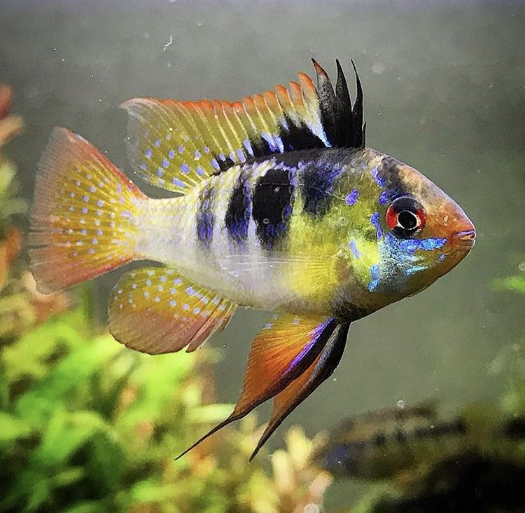 Ramirezi Ciklet 4 cm