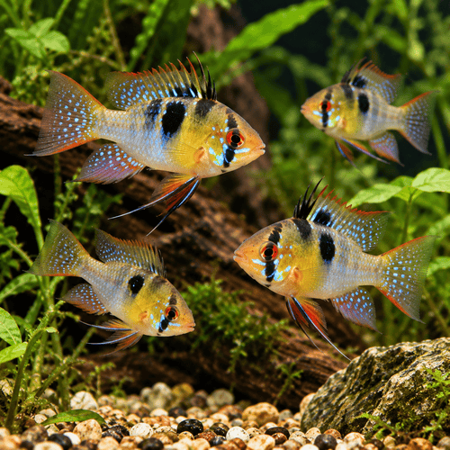 Ramirezi Ciklet 4 cm