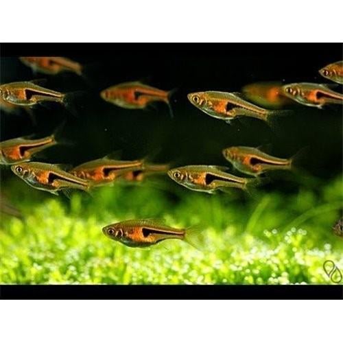Rasbora 2-3 Cm