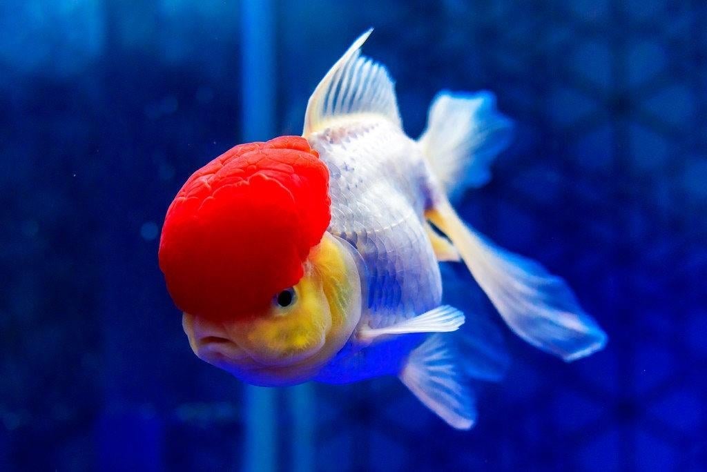 Red Cap Oranda 14 Cm
