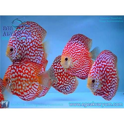 Red Panda Discus 10-11 Cm (ithal)