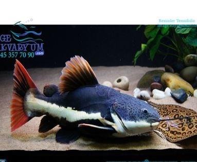 Red Tail Cat Fish 10-13 cm