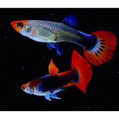 Red Tuxedo Koi 2 cm 1 Erkek 1 Dişi Satış