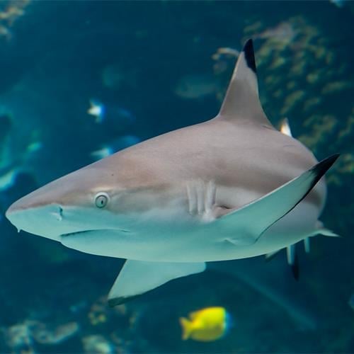 Reefshark Köpek Balığı (Tuzlu su Gerçek Köpek Balığı) 50-60 cm