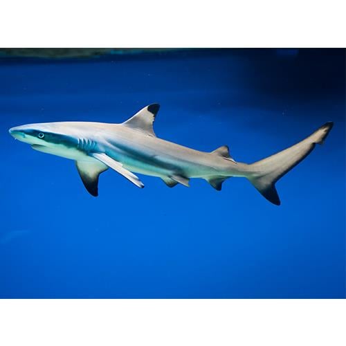 Reefshark Köpek Balığı (Tuzlu su Gerçek Köpek Balığı) 50-60 cm
