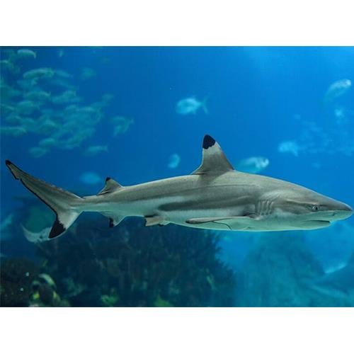Reefshark Köpek Balığı (Tuzlu su Gerçek Köpek Balığı) 50-60 cm