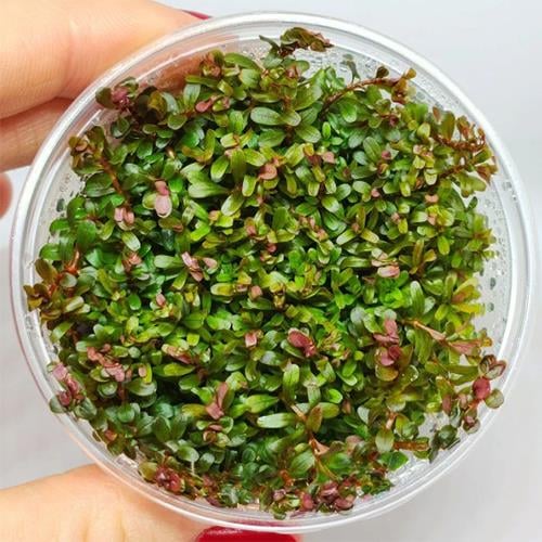 Rotala Macrandra Mini Pink In Vitro 140cc Canlı Bitki