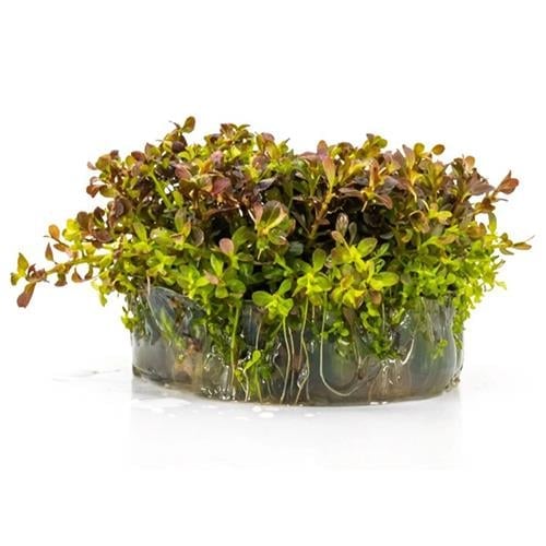 Rotala Macrandra Mini Pink In Vitro 140cc Canlı Bitki