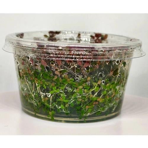 Rotala Macrandra Mini Pink In Vitro 140cc Canlı Bitki