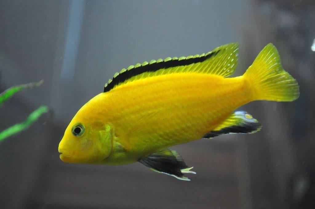 Sarı Prenses 4-5 Cm