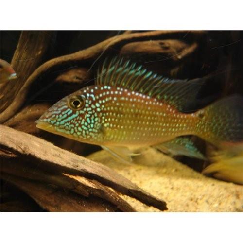 Satoneperca Juripari 10-11 Cm