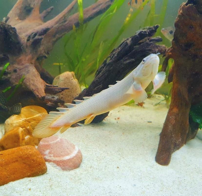 Senegal Bişir 13-15 cm