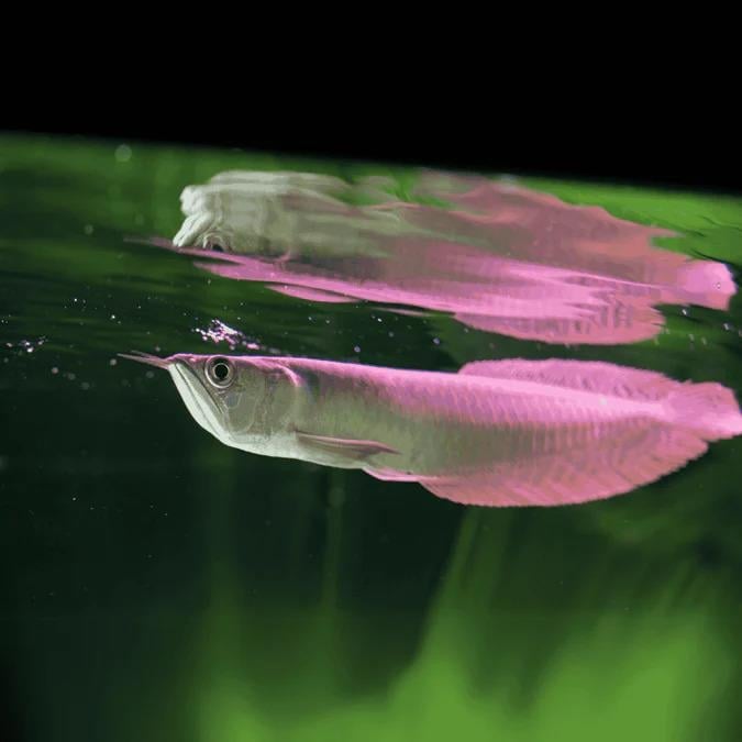 Silver Arowana 14-15 cm