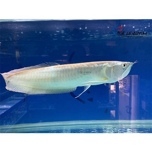 Silver Arowana 14-15 cm