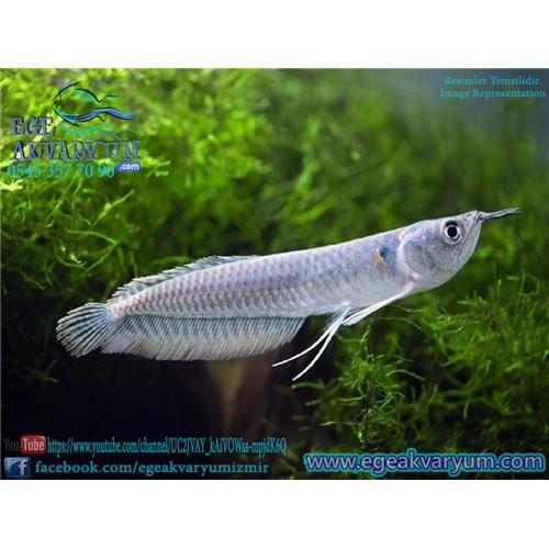 Silver Arowana 55-60 Cm