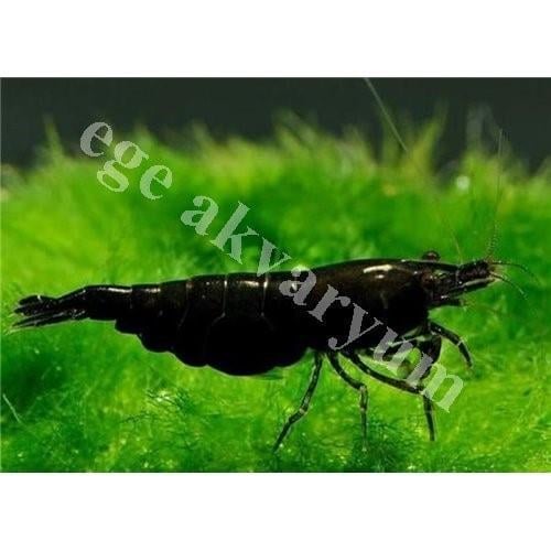 Siyah Gül Karides 10 Adet (0,5-1 Cm) KARGO ÜCRETİ ALICIYA AİT