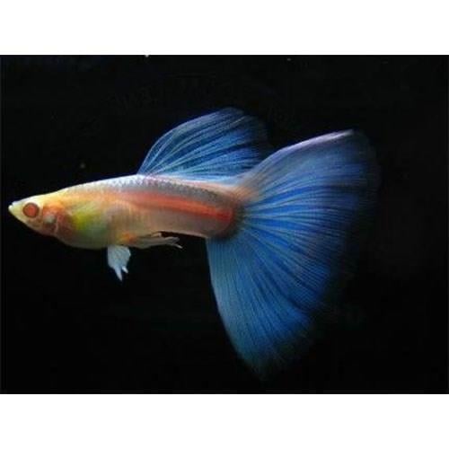 Sky Blue Lepistes 1 Erkek 1 Dişi