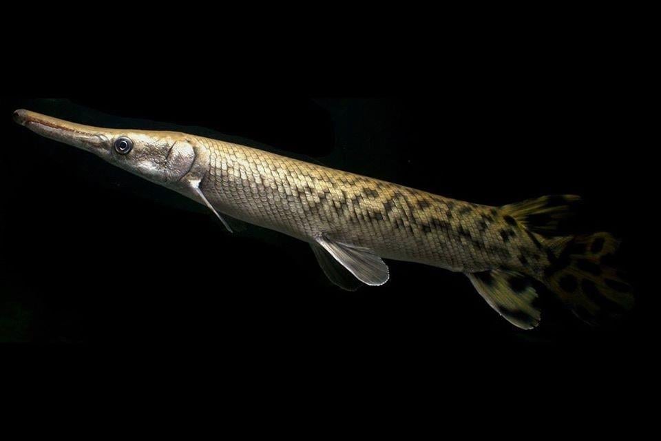 Spoted Gar (timsah Balığı) 10-13 Cm