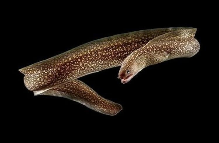 Tatlı Su Müreni 15 Cm