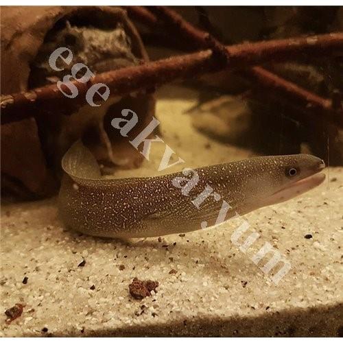 Tatlı Su Müreni 30-35 Cm