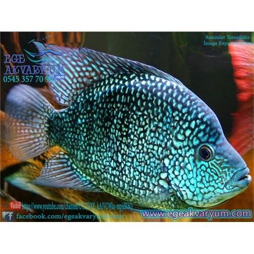 Teksas Ciklet 8-9 cm