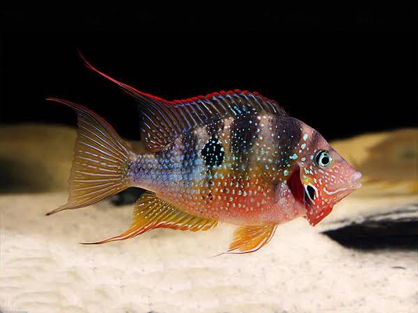 Thorichthys Ellioti Cichlid 3-4 Cm