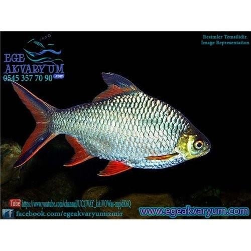 Tinfoil Barb 6-8 Cm