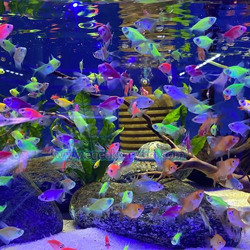 Transgenetic Tetra  4-5 cm