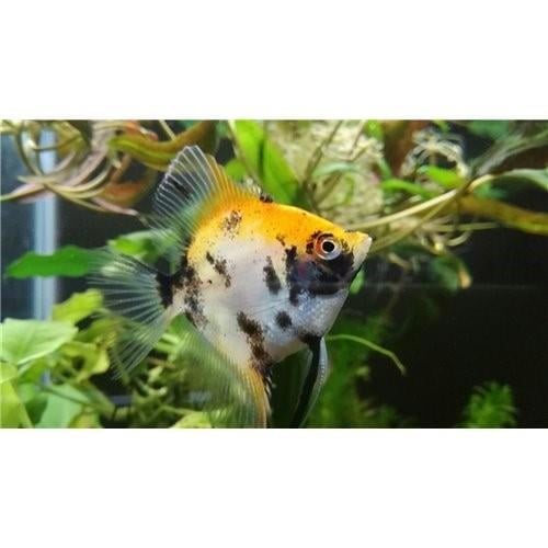 Tree Color Melek 4 Cm