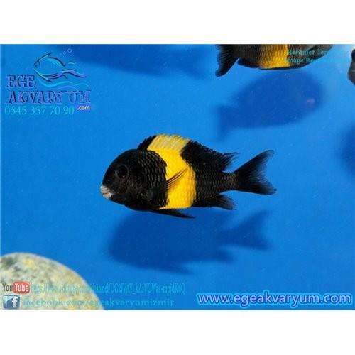 Tropheus Black Kriza 3 Cm