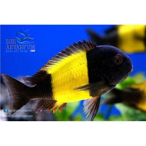 Tropheus İkola 3 Cm