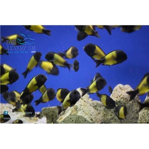 Tropheus İkola 3 Cm