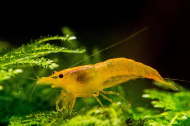 Turuncu Sakura Karides 10 Adet (0,5-1 Cm) KARGO ÜCRETİ ALICIYA AİT