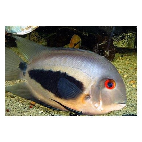 Uaru Amphiacanthoides 3 cm