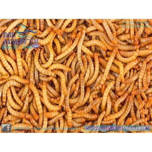 Un Kurdu Canlı Yem 250 Adet