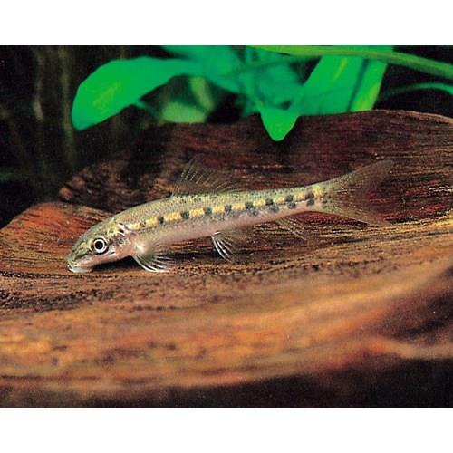 Vantuzlu Çöpcü 5 cm