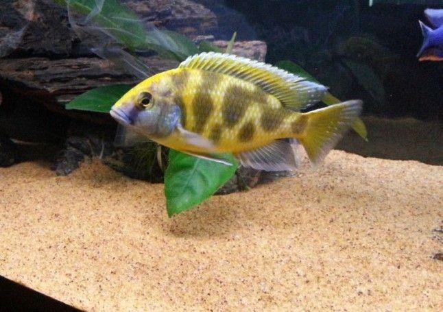 Venüstüs Ciklet 3-4 cm