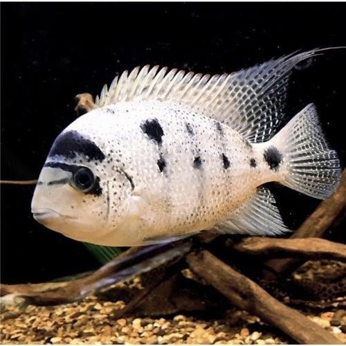 Vieja Argentea 4-5 Cm