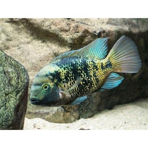 Vieja Heterospila 5-6 Cm