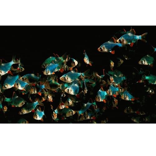 Yakut Kaplan Tetrazon 3 cm