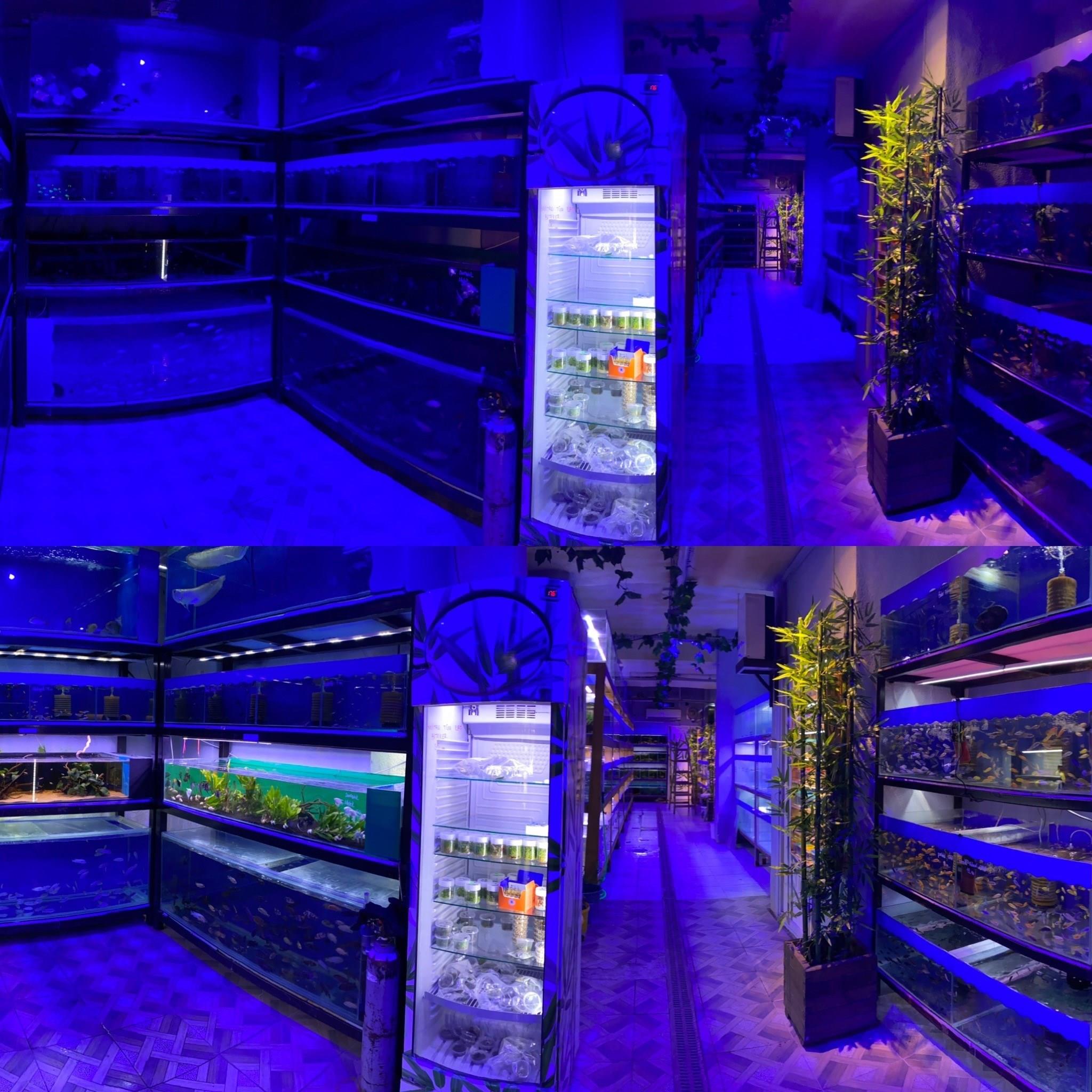 Yellow Panda Discus 9 cm