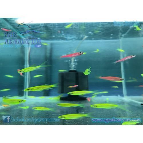 Yeşil Danio Zebra 3 Cm