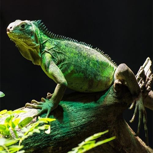 Yeşil iguana 6 Aylık Çipli Cities (Resmi Belgeli)